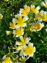 Layia platyglossa, yellow   white Coastal Tidytips flowers, San Francisco Botanical Garden, Strybing Arboretum, Golden Gate Park