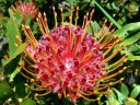 Leucospermum Scarlet Ribbon, Pincushion flower, San Francisco Botanical Garden, Strybing Arboretum, Golden Gate Park