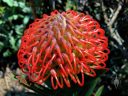 Leucospermum tottum hybrid, Pincushion flower bud ready to open, San Francisco Botanical Garden, Strybing Arboretum, Golden Gate Park