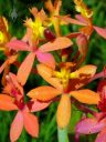 Epidendrum orchid hybrid, orange and yellow flowers, grown outdoors in San Francisco, California