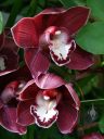 Red Cymbidium, orchid hybrid flowers, grown outdoors in San Francisco, California