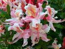 Rhododendron occidentale, Western Azalea flowers, California Azalea, San Francisco Botanical Garden, Strybing Arboretum, Golden Gate Park