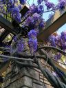 Wisteria vines   flowers, San Francisco Botanical Garden, Strybing Arboretum, Golden Gate Park