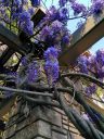 Wisteria vines and flowers, San Francisco Botanical Garden, Strybing Arboretum, Golden Gate Park