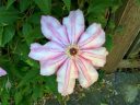 Clematis flower, San Francisco Botanical Garden, Strybing Arboretum, Golden Gate Park