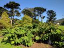Large Gunnera leaves and trees, San Francisco Botanical Garden, Strybing Arboretum, Golden Gate Park