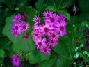 Purple flowers, San Francisco Botanical Garden, Strybing Arboretum, Golden Gate Park