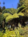 Tree Fern with new growth at top, San Francisco Botanical Garden, Strybing Arboretum, Golden Gate Park