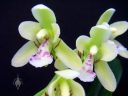 Sedirea japonica, orchid species flowers, Japanese name: Nago-ran, grown outdoors in San Francisco, California