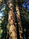 Sequoia sempervirens, Coastal Redwood Tree with double trunk, Redwood Grove in San Francisco Botanical Garden, Strybing Arboretum, Golden Gate Park