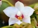 White Spathoglottis flower, McBryde Garden, Koloa, Kauai, Hawaii, National Tropical Botanical Garden