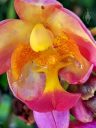 Close up of yellow and pink Spathoglottis with raindrops, Ground Orchid flower, landscaping plant in Coconut Marketplace in Kapa'a, Kauai, Hawaii