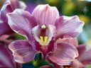 Cymbidium Pia Borg 'Flash', orchid hybrid flower, Pacific Orchid Expo 2015, San Francisco, California