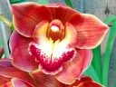 Cymbidium orchid hybrid flower, Pacific Orchid and Garden Expo 2017, Golden Gate Park, San Francisco, California