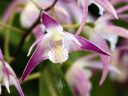 Dendrobium Jesmond Glitter 'Ramona', orchid hybrid flower, Pacific Orchid Expo 2016, San Francisco, California