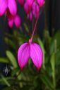 Masdevallia coccinea, bright pink orchid species flowers, grown outdoors in Pacifica, California
