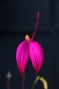 Masdevallia coccinea, bright pink orchid species flower, grown outdoors in Pacifica, California
