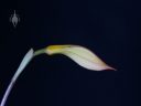 Masdevallia coccinea, orchid species flower bud, grown outdoors in Pacifica, California