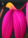 Masdevallia coccinea, close up of bright pink orchid species flower, grown outdoors in Pacifica, California