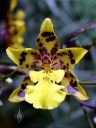 Oncidium flower, Dancing Lady orchid hybrid, Pacific Orchid and Garden Expo 2017, Golden Gate Park, San Francisco, California