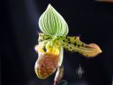 Paphiopedilum flower, Paph, Lady Slipper orchid, Pacific Orchid Expo 2016, San Francisco, California