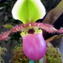 Paphiopedilum Avignon, Lady Slipper orchid hybrid, Pacific Orchid Expo 2016, San Francisco, California