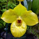 Paphiopedilum Norito Hasegawa, Lady Slipper hybrid flower, yellow flower, Pacific Orchid and Garden Expo 2017, Golden Gate Park, San Francisco, California