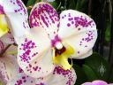 Phalaenopsis hybrid, Harlequin Phal, Moth Orchid flowers, Pacific Orchid and Garden Expo 2017, Golden Gate Park, San Francisco, California