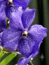 Vanda Pachara Delight, orchid hybrid flower, Pacific Orchid and Garden Expo 2017, Golden Gate Park, San Francisco, California