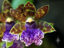 Zygopetalum Advance Australia 'HOF' AM/AOS, Zygo hybrid orchid flower, Pacific Orchid and Garden Expo 2017, Golden Gate Park, San Francisco, California
