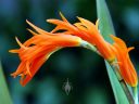 Ada aurantiaca, aka Brassia aurantiaca, orchid species flowers, grown outdoors in San Francisco, California