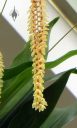 Dendrochilum latifolium var. latifolium, orchid species with tiny flowers, Chain Orchid, Princess of Wales Conservatory, RBG Kew, London, UK