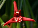 Maxillaria tenuifolia, Coconut Orchid, orchid species flower, grown indoors in San Francisco, California