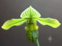Papiopedilum venustum var. album, Lady Slipper, orchid species flower, grown indoors in San Francisco, California
