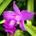 Sobralia macrantha, orchid species flower, grown outdoors in San Francisco, California