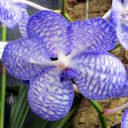 Vanda coerulea v. compacta, orchid species flower, Pacific Orchid Expo 2015, San Francisco, California