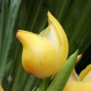 Anguloa dubia, Tulip Orchid, side view of orchid species flower, Orchids in the Park 2016, Golden Gate Park, San Francisco, California