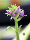 Calanthe orchid flower buds, Orchids in the Park 2016, Golden Gate Park, San Francisco, California