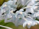 Cleisocentron gokusingii, miniature orchid species with light blue flowers, Orchids in the Park 2016, Golden Gate Park, San Francisco, California