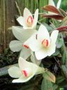 Dendrobium cuthbertsonii, miniature orchid species flowers and leaves, Orchids in the Park 2016, Golden Gate Park, San Francisco, California