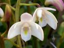 Dendrobium x delicatum, orchid hybrid flowers, growing outdoors in Pacifica, California