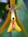 Epidendrum pugioniforme, close up of orchid species flower, Orchids in the Park 2016, Golden Gate Park, San Francisco, California