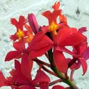 Epidendrum x obrienianum, orchid hybrid flowers, growing outdoors in Pacifica, California