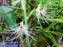 Habenaria medusa, orchid species flowers, Orchids in the Park 2016, Golden Gate Park, San Francisco, California