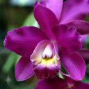 Laeliocattleya Sonitone 'Plum Sorbet', Cattleya orchid hybrid flower, Orchids in the Park 2017, Golden Gate Park, San Francisco, California