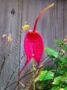 Masdevallia Swallow and Scaphosepalum verrucosum, pleurothallid orchids, growing outdoors in Pacifica, California