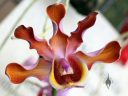 Myrmecophila orchid flower, Myrmecophila tibicinis or hybrid, Schomburgkia, flower petals with wavy edges, Orchids in the Park 2017, Golden Gate Park, San Francisco, California