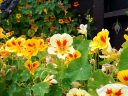 Nasturtium flowers and leaves, Tropaeolum, growing outdoors in Pacifica, California