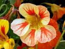 Nasturtium flower, Tropaeolum, growing outdoors in Pacifica, California