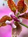 Oncidium Fan Dancer, orchid hybrid flower, Orchids in the Park 2016, Golden Gate Park, San Francisco, California